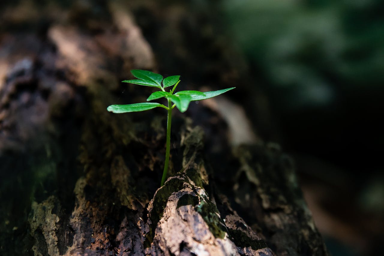 programs-02 A vibrant green seedling emerges from decaying wood, symbolizing natures growth.